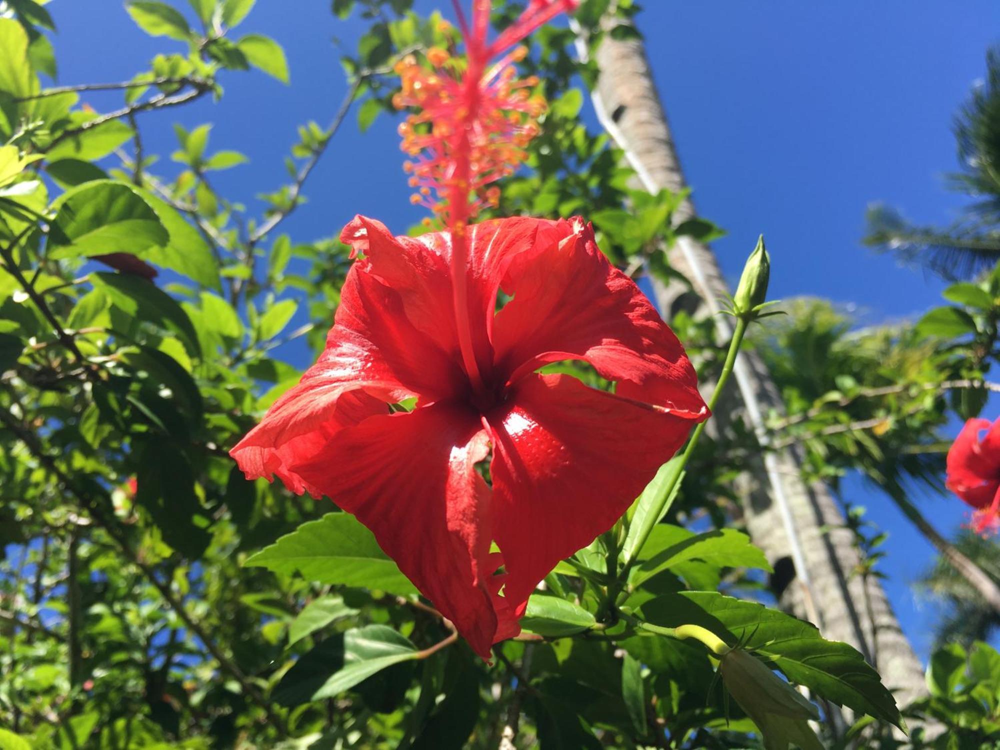 Taveuni Palms Resort Matei Kültér fotó