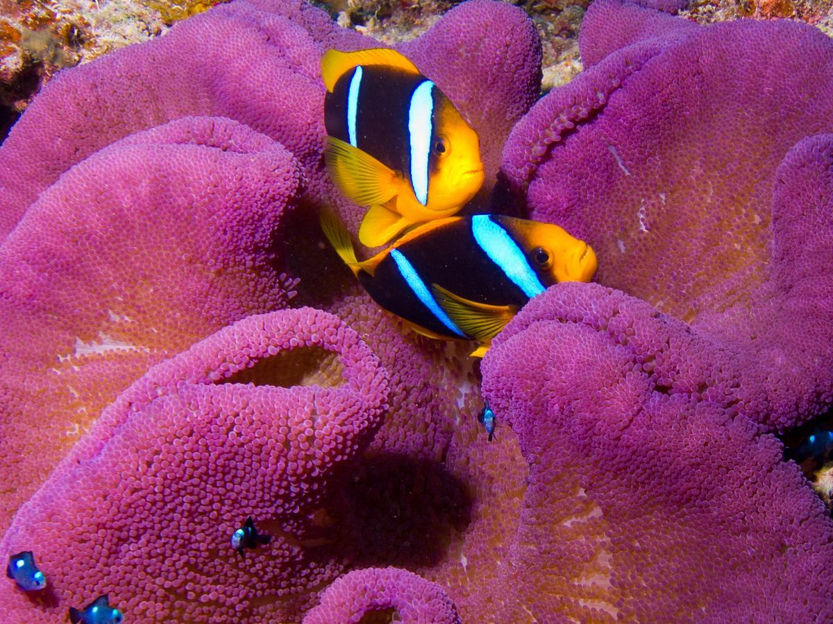 Taveuni Palms Resort Matei Kültér fotó